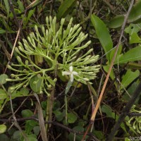 Pavetta indica L.